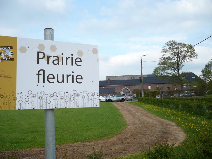 Bande de terrain traite au Roundup  la prairie fleurie de Micheroux