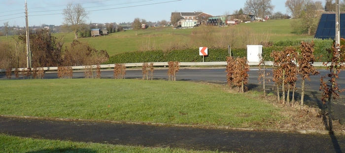 Haie de la rue Pirre Curie